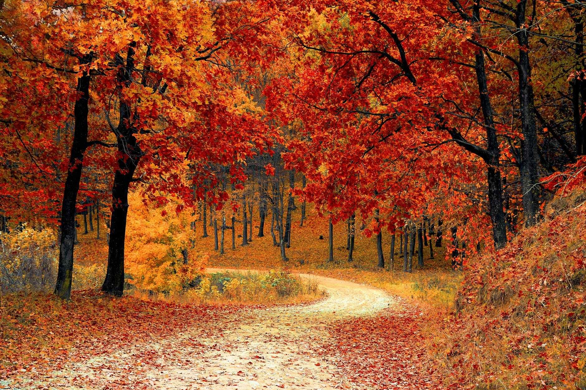 Obligatory fall photo often found on websites and blogs at this time of year.